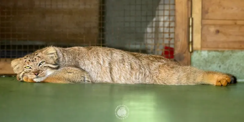 A photograph of Naré in Yerevan Zoo