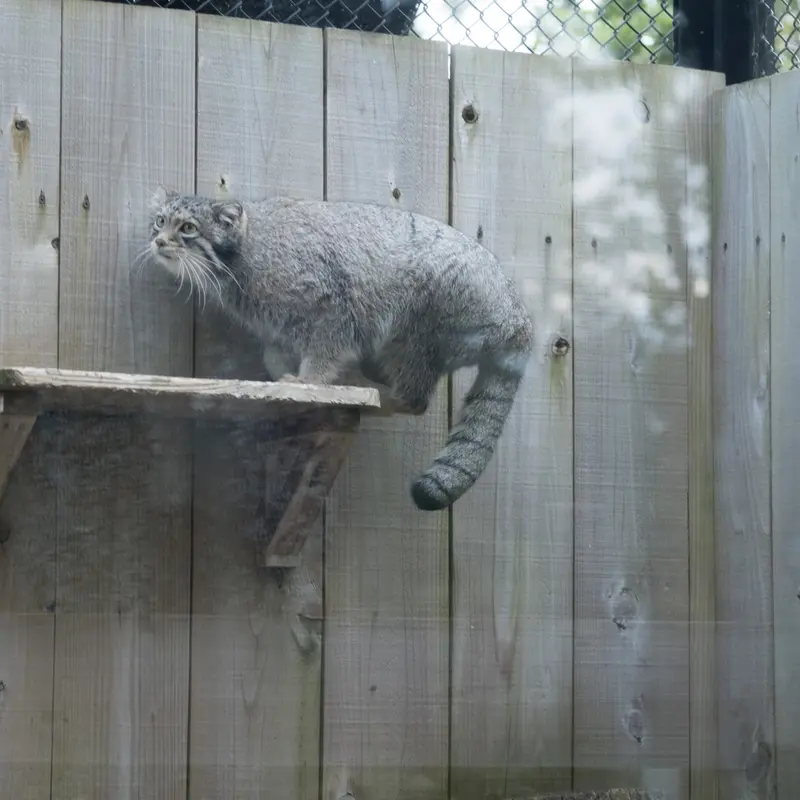 A photograph of Oto in Saitama Children's Zoo