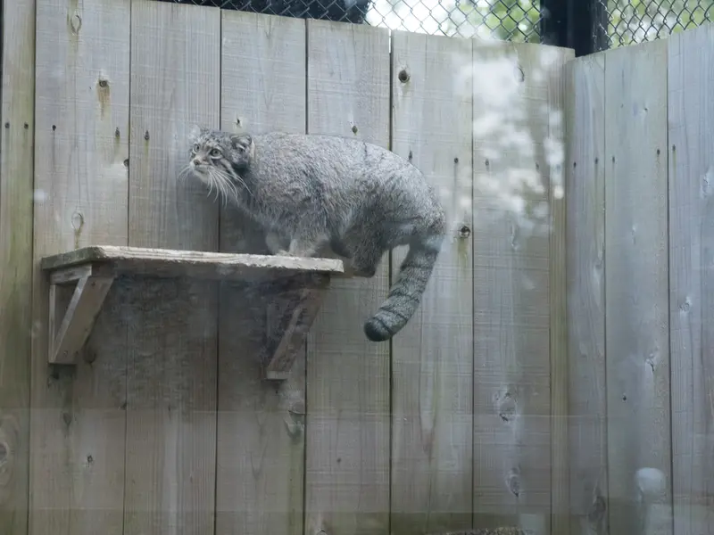 A photograph of Oto in Saitama Children's Zoo