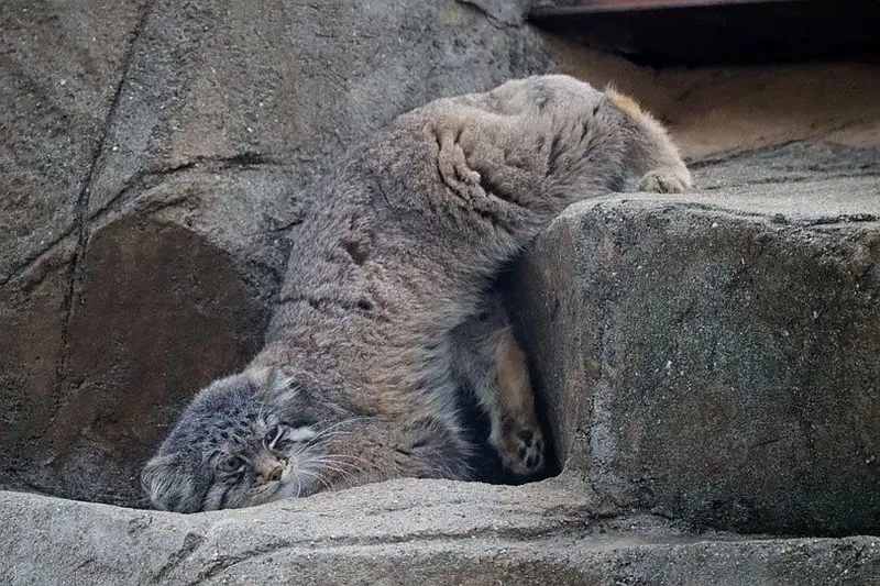 A photograph of a Pallas's cat