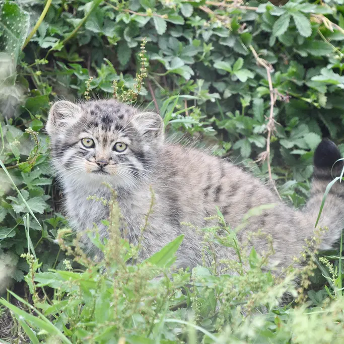 A photograph of a Pallas's cat in Port Lympne Wild Animal Park