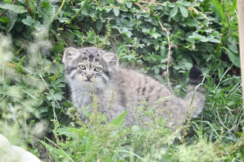 A photograph of a Pallas's cat in Port Lympne Wild Animal Park
