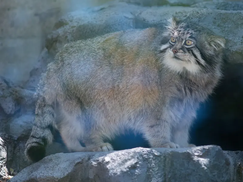 A photograph of Grusha in Asahiyama Zoo