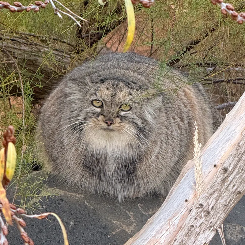 A photograph of Prinsessa in Prague Zoo