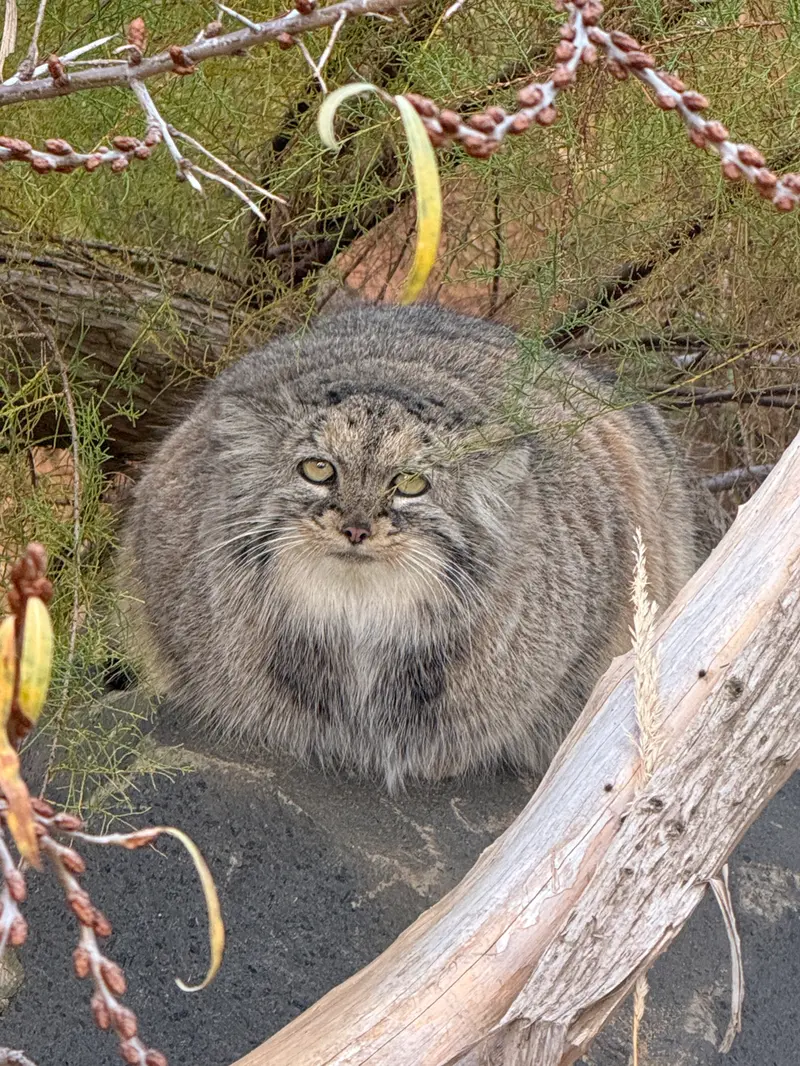 A photograph of Prinsessa in Prague Zoo