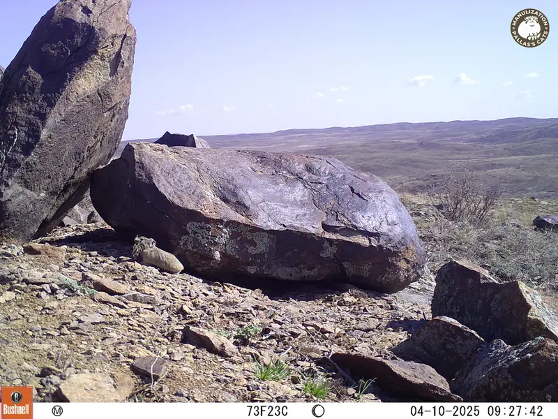 A photograph of Kazakh pika from Koshkar camera trap
