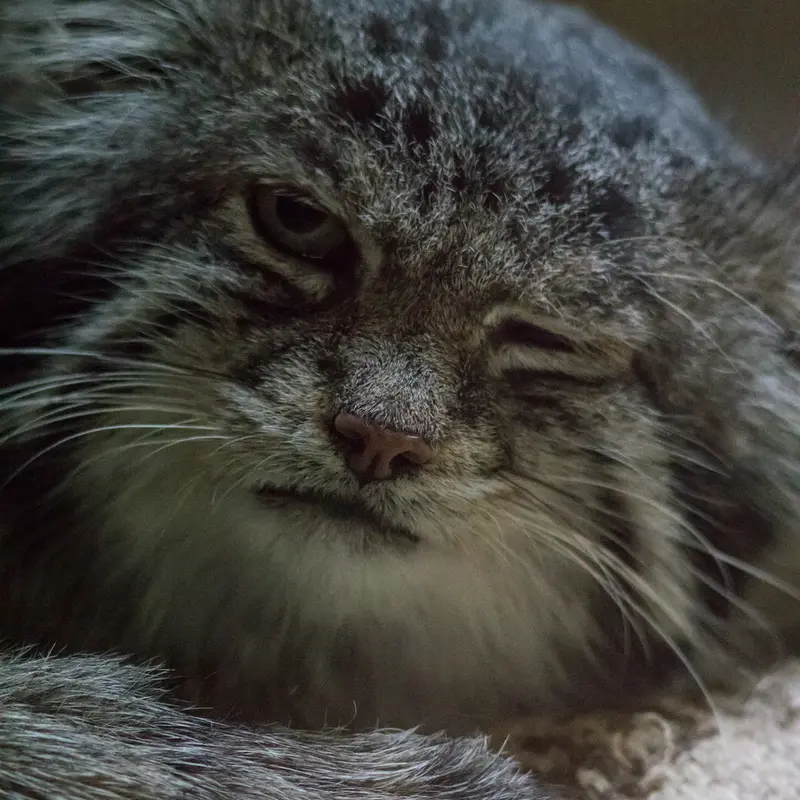 A photograph of Klyon in Ueno Zoological Gardens