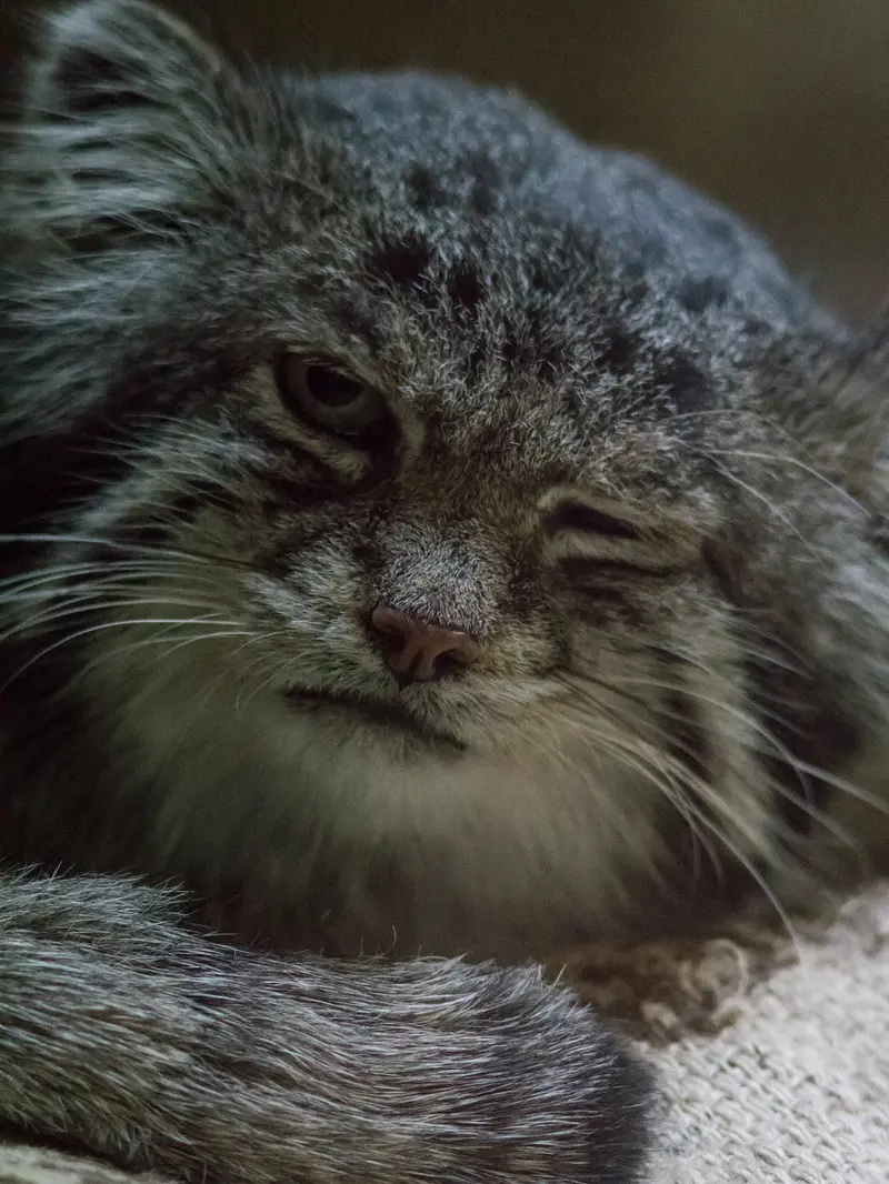 A photograph of Klyon in Ueno Zoological Gardens