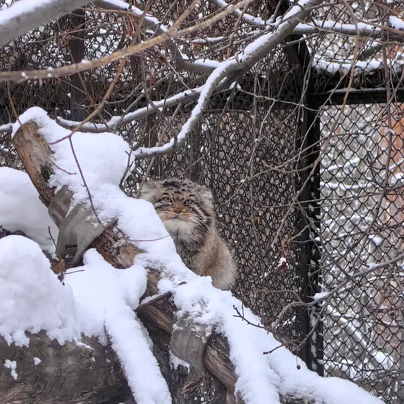A photograph of Achi in Novosibirsk Zoo