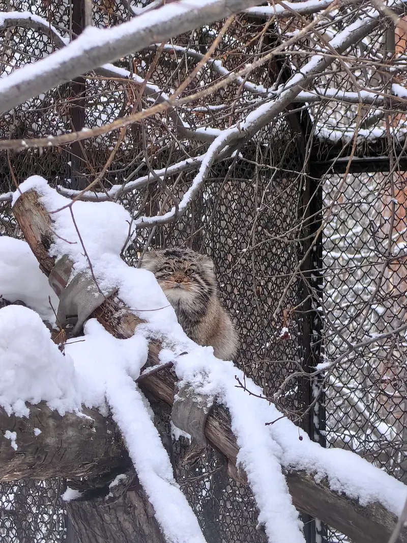A photograph of Achi in Novosibirsk Zoo