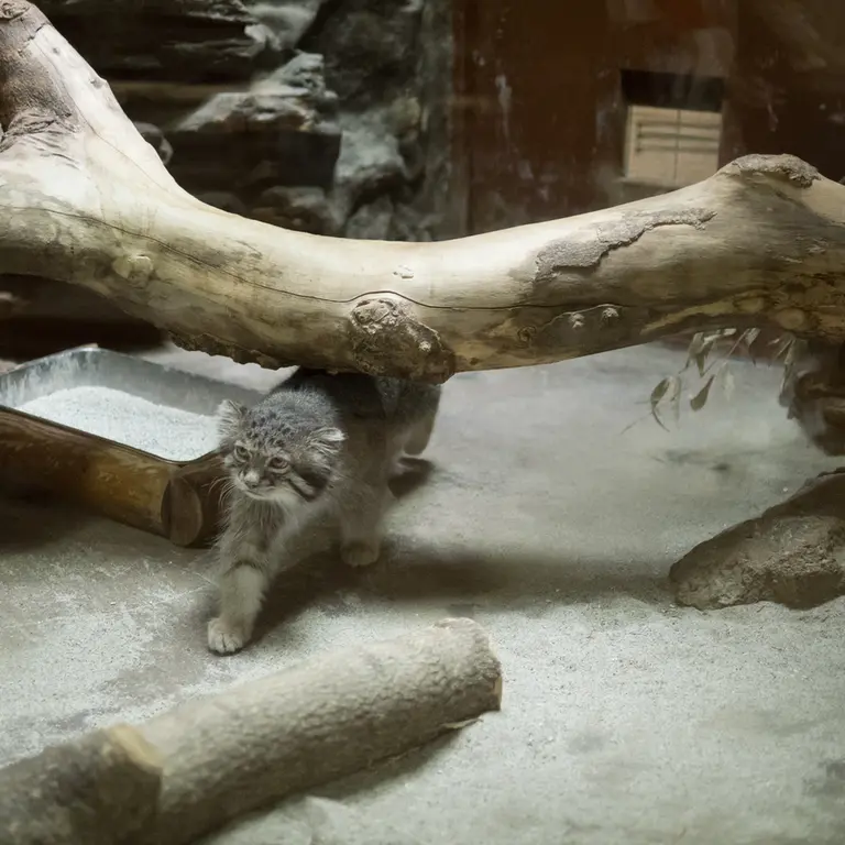 A photograph of Klyon in Ueno Zoological Gardens