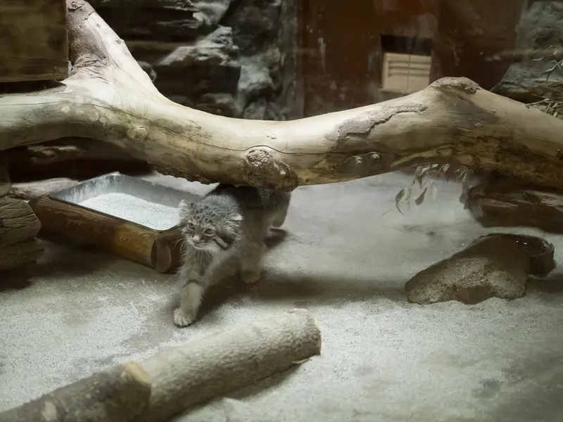 A photograph of Klyon in Ueno Zoological Gardens