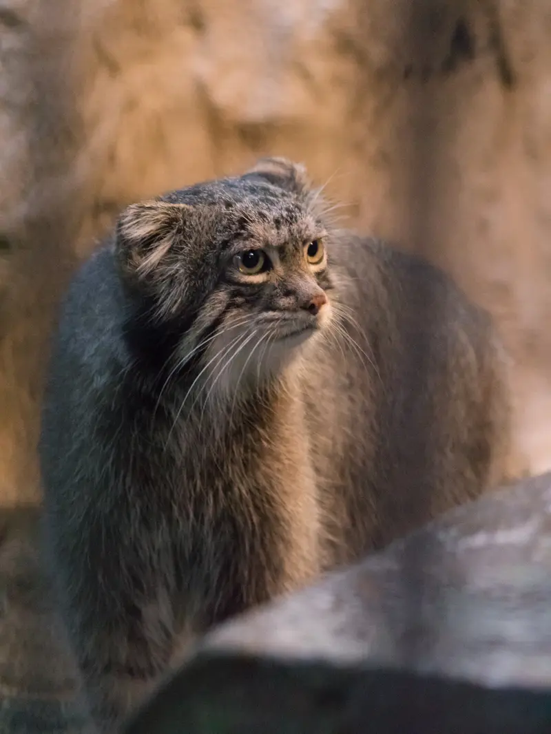 A photograph of Figa in Nogeyama Zoo