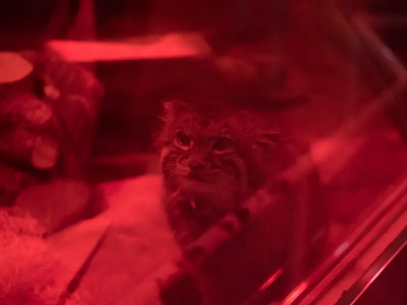 A photograph of Naim in Ueno Zoological Gardens