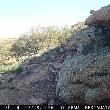 A photograph of European hare from Bektauata 2 camera trap