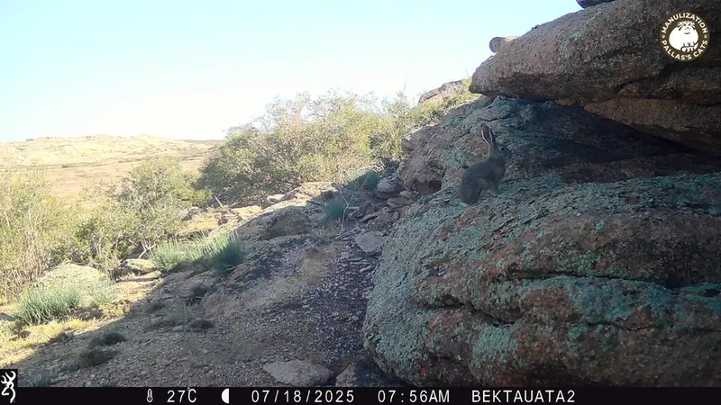 A photograph of European hare from Bektauata 2 camera trap