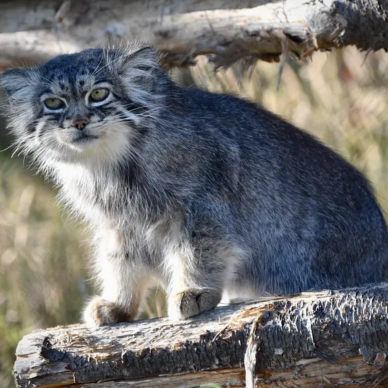 A photograph of Atlan in Port Lympne Wild Animal Park