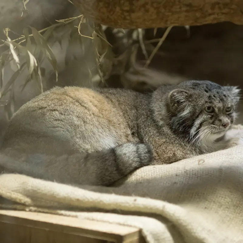 A photograph of Klyon in Ueno Zoological Gardens