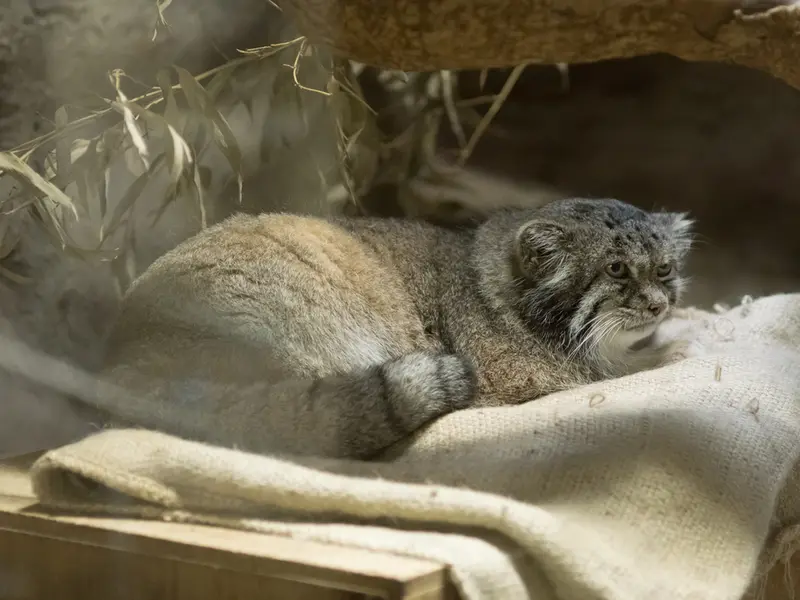A photograph of Klyon in Ueno Zoological Gardens
