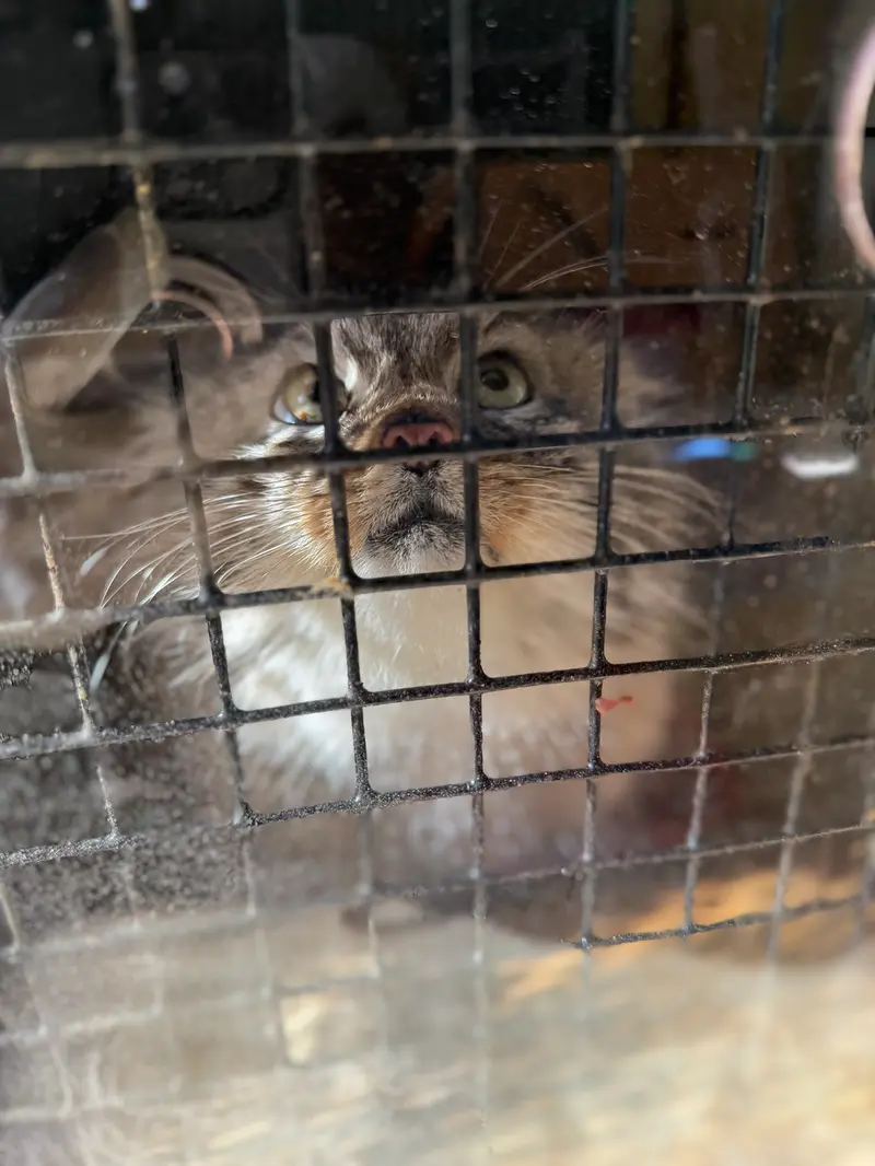 A photograph of Kasper in Elmwood Park Zoo