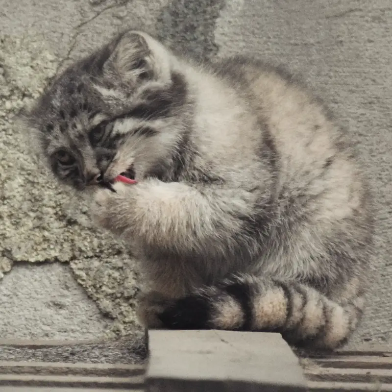 A photograph of Boris Ⅱ in Budapest Zoo & Botanical Garden