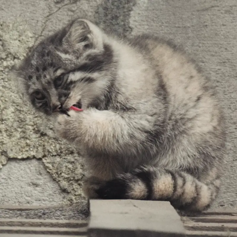 A photograph of Son of Lucy b. 2026 in Budapest Zoo & Botanical Garden