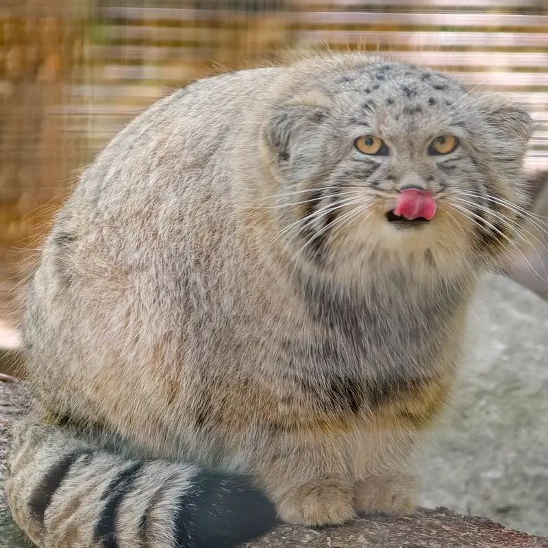 A photograph of Kitten of Alani b.2026 Ⅱ in Košice Zoo