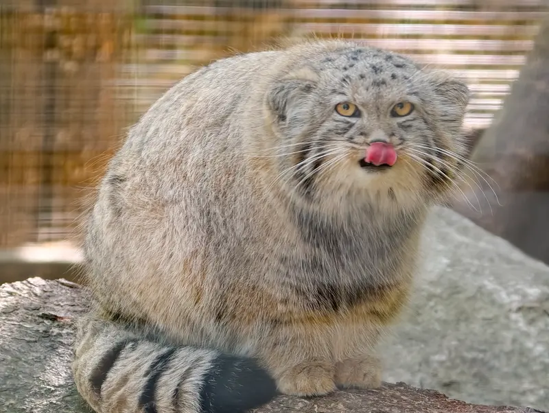 A photograph of Kitten of Alani b.2026 Ⅱ in Košice Zoo