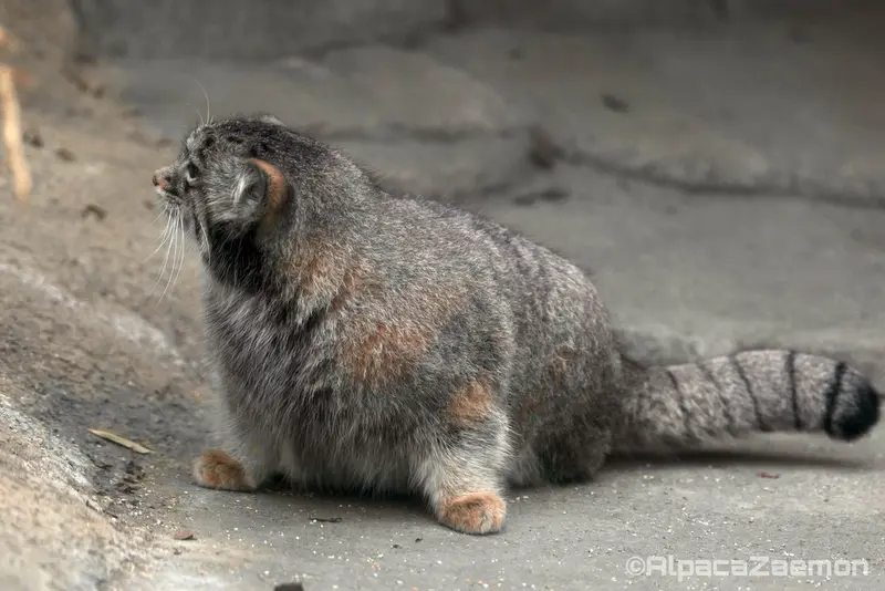 A photograph of Az in Kobe Animal Kingdom