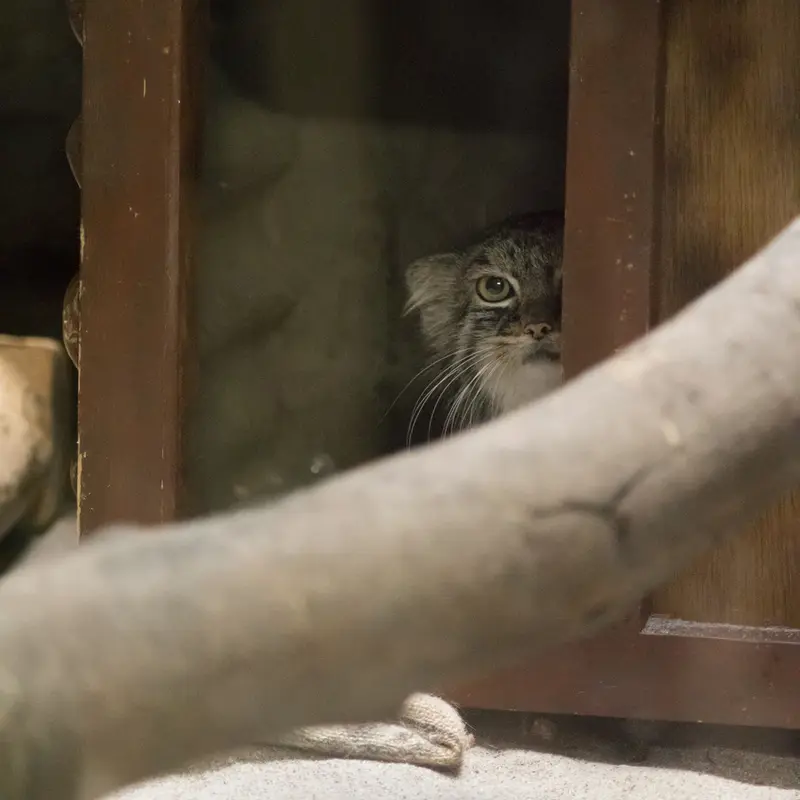 A photograph of Shafran in Ueno Zoological Gardens