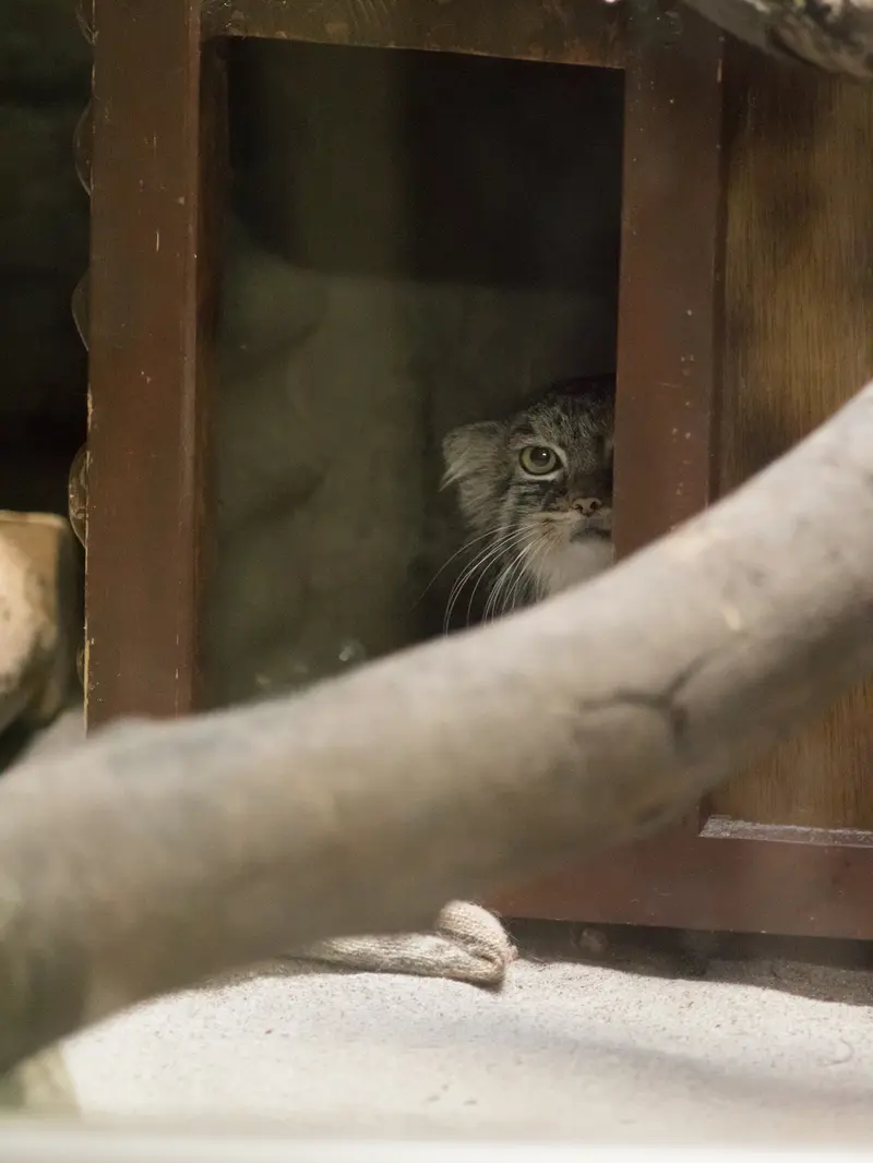 A photograph of Shafran in Ueno Zoological Gardens