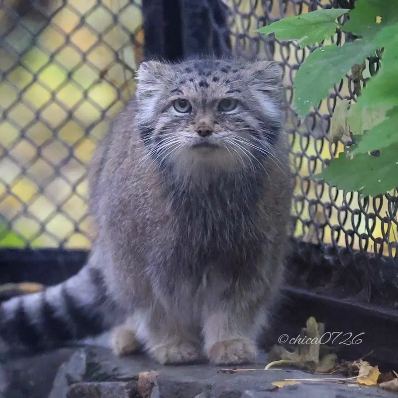 A photograph of Lastochka in Novosibirsk Zoo
