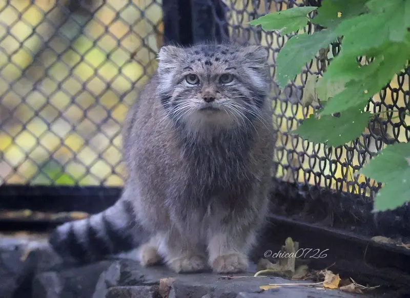 A photograph of Lastochka in Novosibirsk Zoo