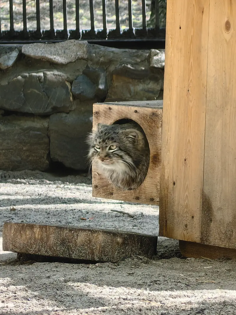 A photograph of Leon in Novosibirsk Zoo