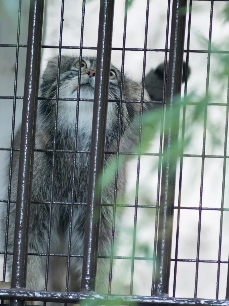 A photograph of Figa in Nogeyama Zoo