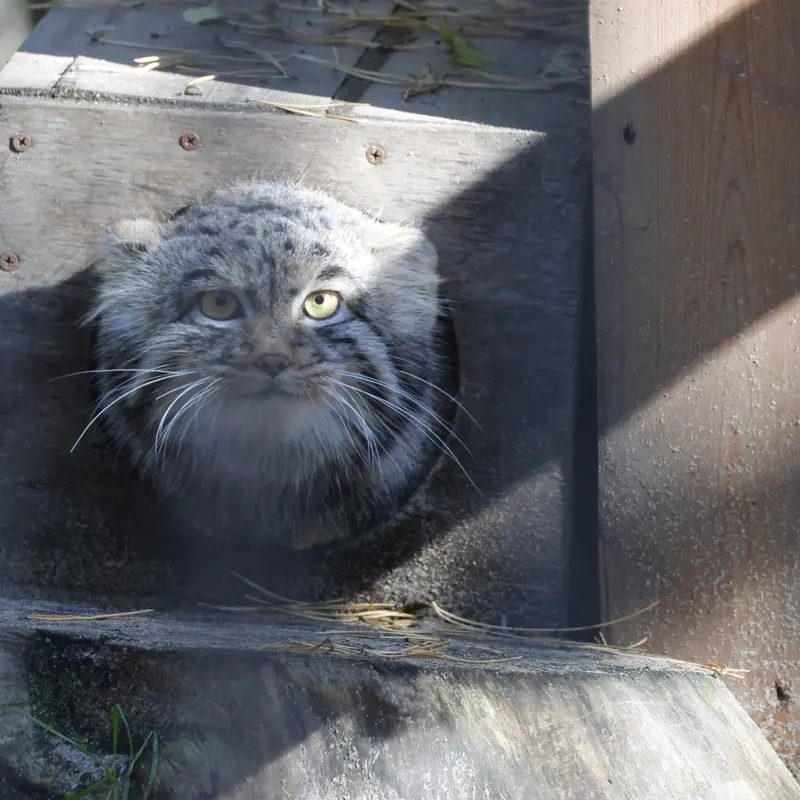 A photograph of Mensu in Novosibirsk Zoo