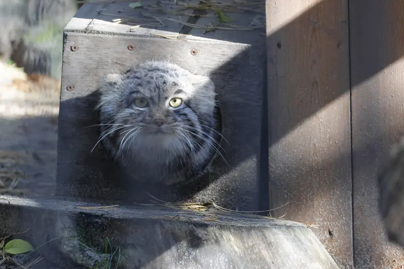 A photograph of Mensu in Novosibirsk Zoo