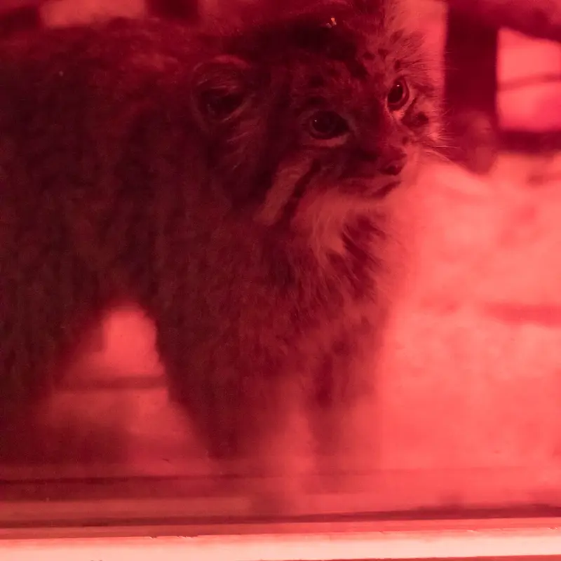 A photograph of Naim in Ueno Zoological Gardens