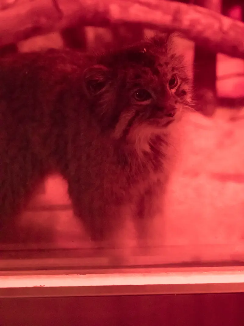 A photograph of Naim in Ueno Zoological Gardens