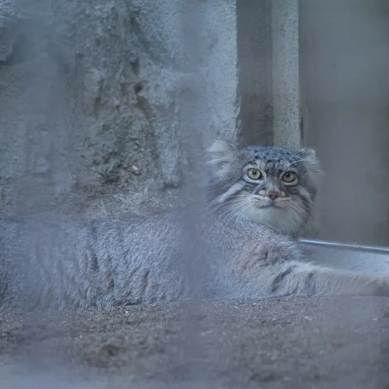 A photograph of Figa in Nogeyama Zoo