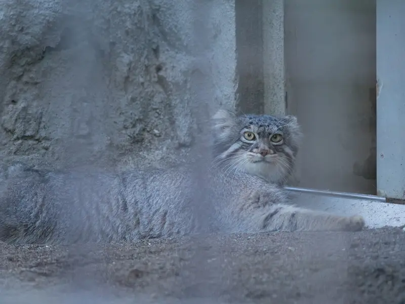 A photograph of Figa in Nogeyama Zoo