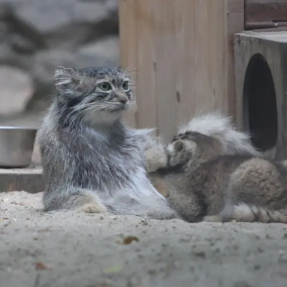 A photograph of a Pallas's cat in Novosibirsk Zoo