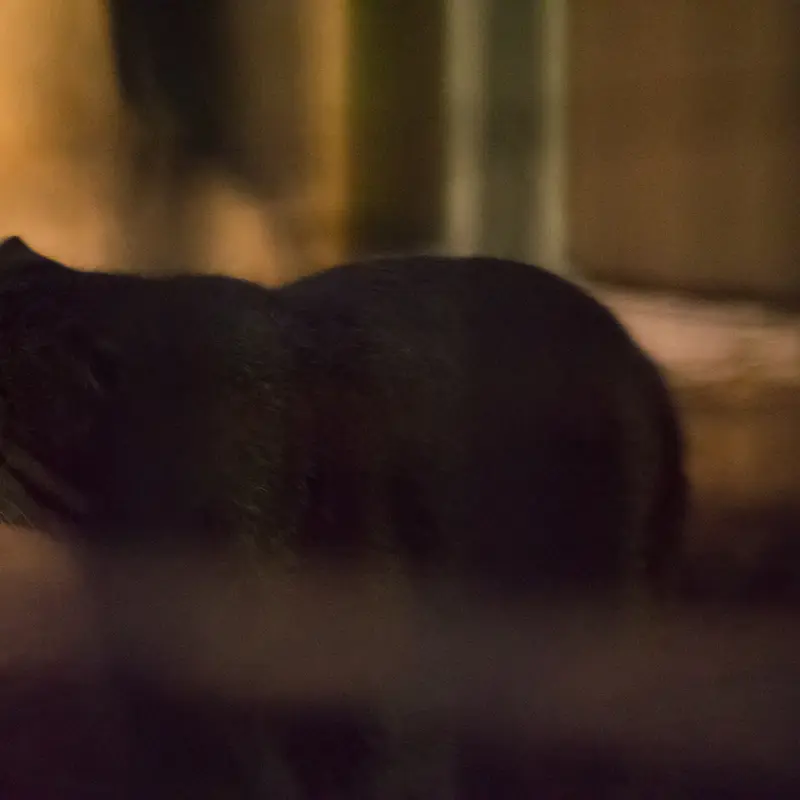 A photograph of Figa in Nogeyama Zoo