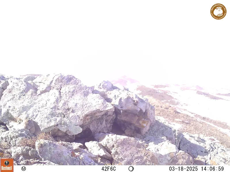 A photograph of Pika from Besshoky 1 camera trap