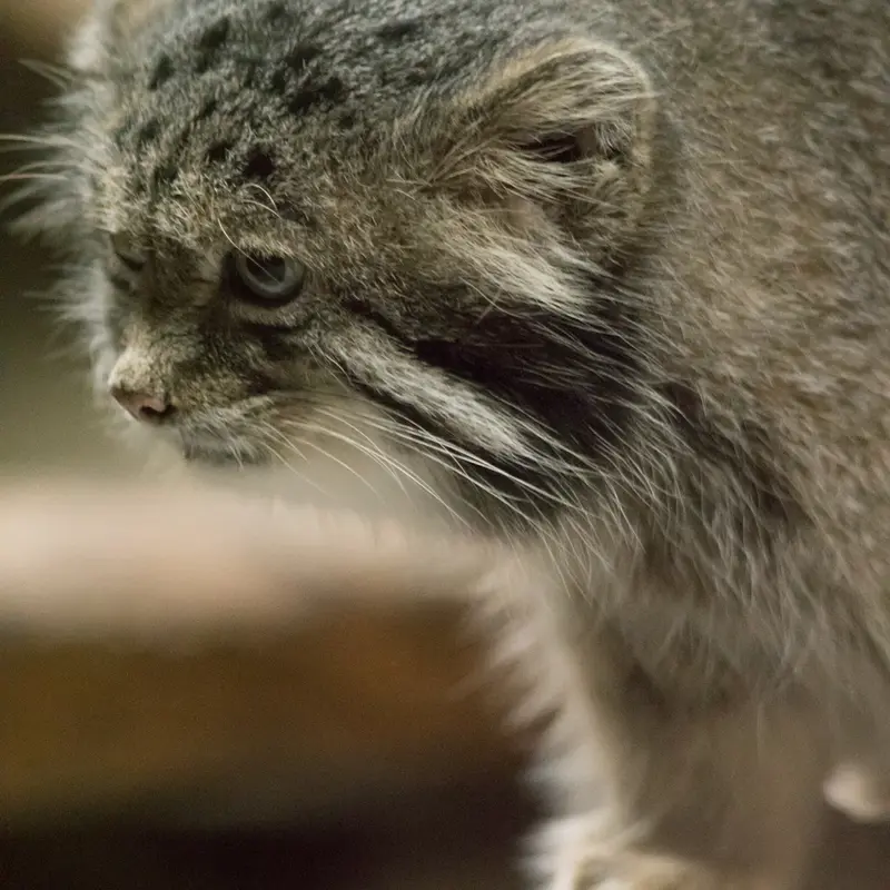 A photograph of Klyon in Ueno Zoological Gardens