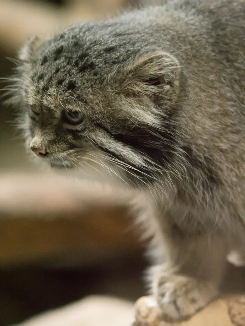 A photograph of Klyon in Ueno Zoological Gardens