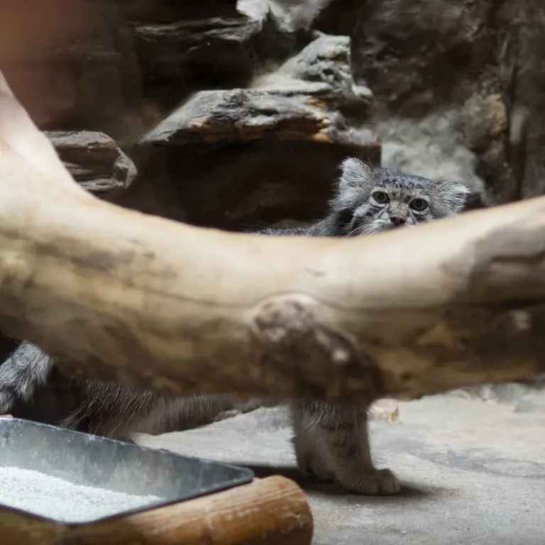 A photograph of Klyon in Ueno Zoological Gardens