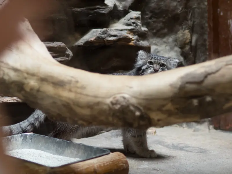 A photograph of Klyon in Ueno Zoological Gardens
