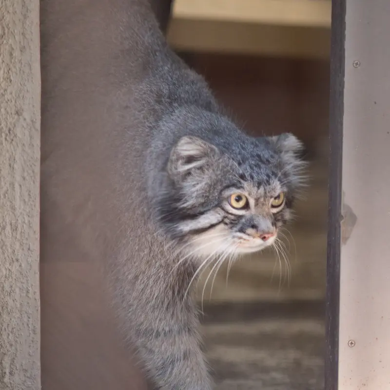 A photograph of Figa in Nogeyama Zoo