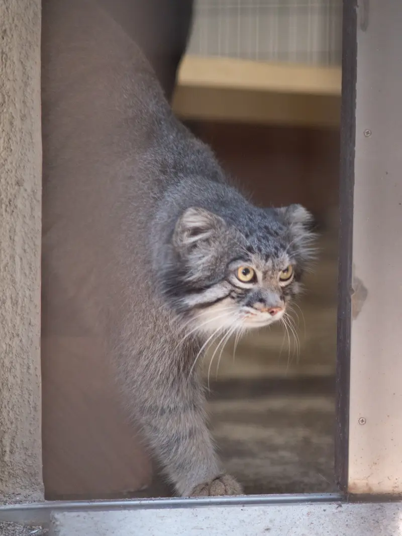 A photograph of Figa in Nogeyama Zoo
